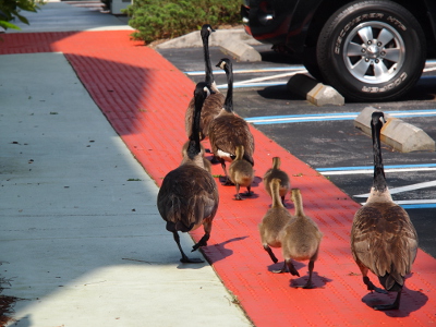 [All the geese are walking on the sidewalk away from the camera. The older two goslings have a parent on either side while the parents of the four walk in front with their goslings in between them and the second family.]